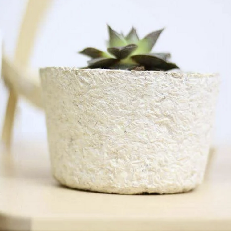 Capsule Gardens